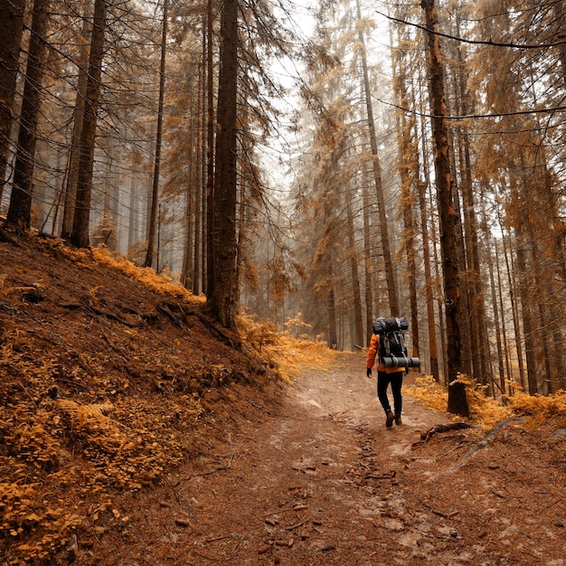 Touristische Wanderung mit großen Rucksäcken in den Karpaten Herbstlandschaft im Wald