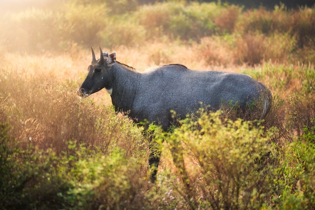 Touro azul adulto ou nilgai andando na floresta. Parque Nacional de Ranthambore, Rajastão, Índia