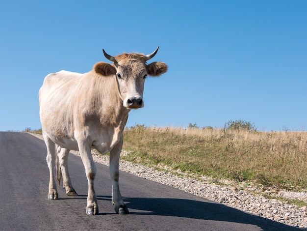 Touro branco fica na estrada