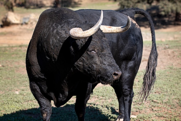 Foto touro bravo ou touro lidea no campo