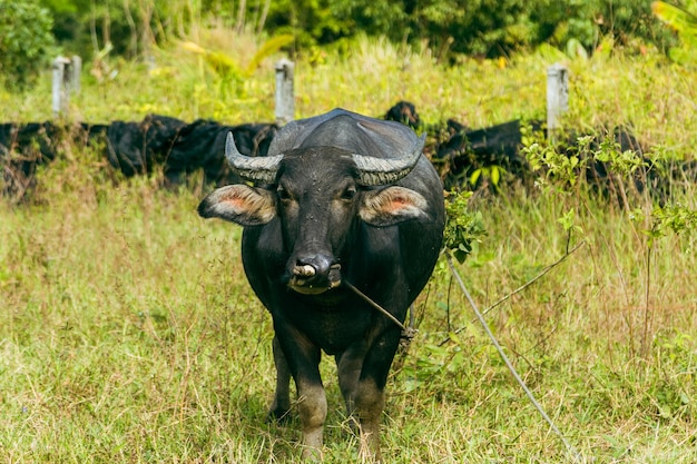 Touro de pêlo curto preto calmo pastando no pasto