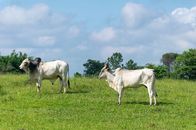 Foto touro e vaca no pasto da fazenda