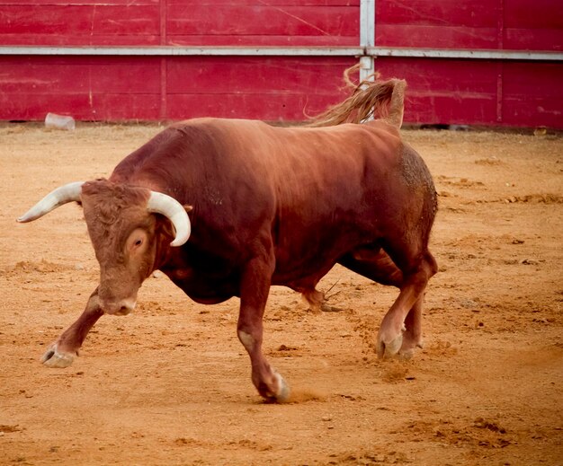 Lama, perigo e lesões: a corrida de touros que se tornou uma atração  turística internacional - Fotos - R7 Hora 7