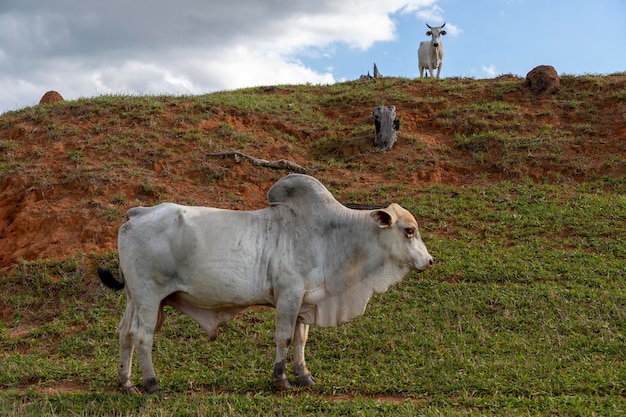 Touro Nelore em pasto verde