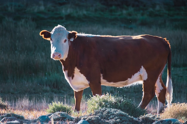 Touro pardo no campo da Patagônia Argentina