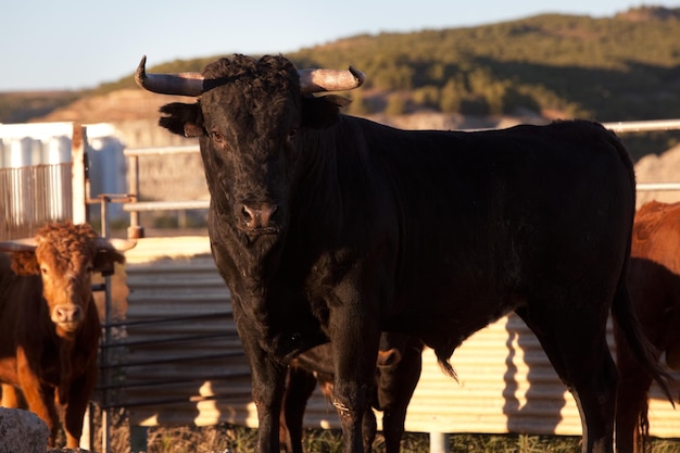 Touro preto em uma fazenda