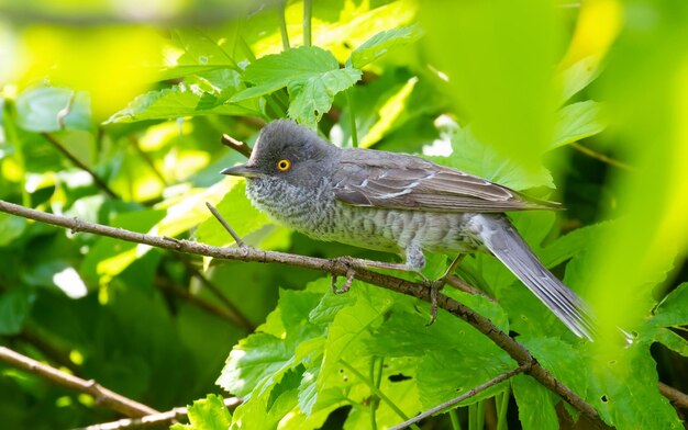 Toutinegra barrada sylvia nisoria um pássaro macho espreita fora do mato