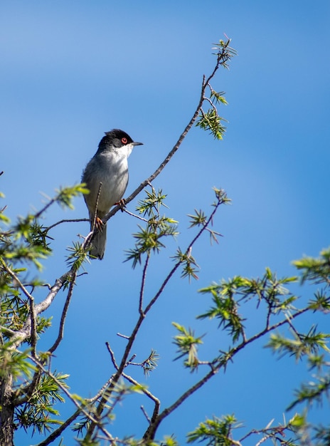 Toutinegra da Sardenha Sylvia melanocephala xAxA