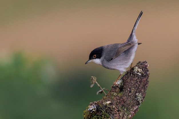 Toutinegra da Sardenha Sylvia melanocephala