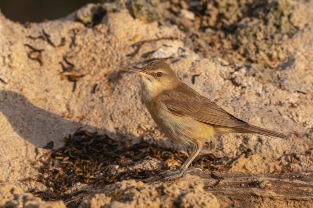 Toutinegra de junco (Acrocephalus arundinaceus) Toledo, Espanha