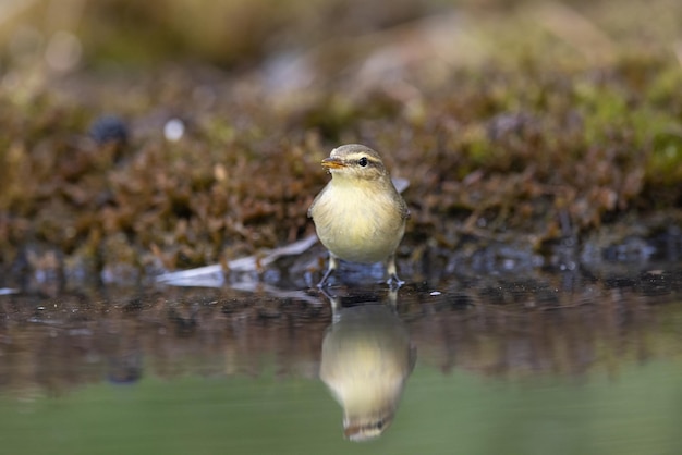 Toutinegra de madeira phylloscopus sibilatrix um belo pássaro nada e olha para o reflexo na água