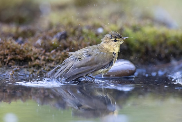 Toutinegra de madeira Phylloscopus sibilatrix um belo pássaro nada e olha para o reflexo na água