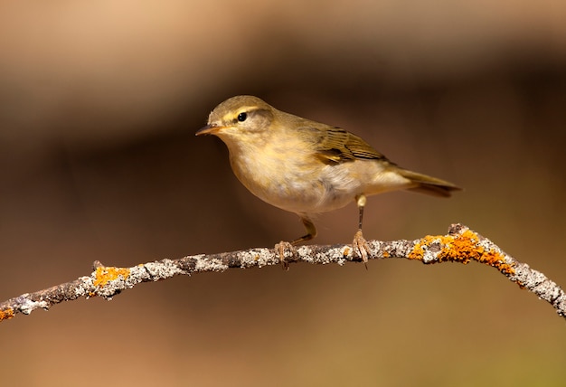 Toutinegra de salgueiro, Phylloscopus trochilus, pássaro, pássaro canoro