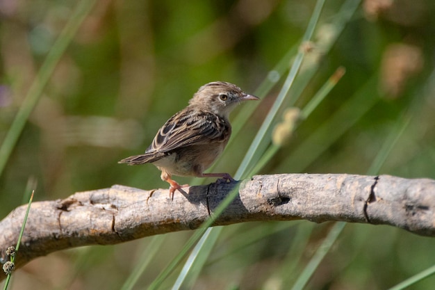 Toutinegra Fantailed Cisticola juncidis Málaga Espanha