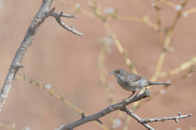 Toutinegra macho da Sardenha Sylvia melanocephala Málaga Espanha