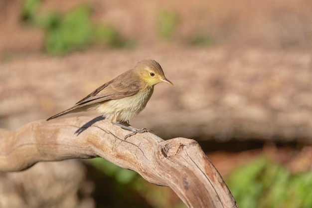 Toutinegra melodiosa (Hippolais polyglotta) Málaga, Espanha