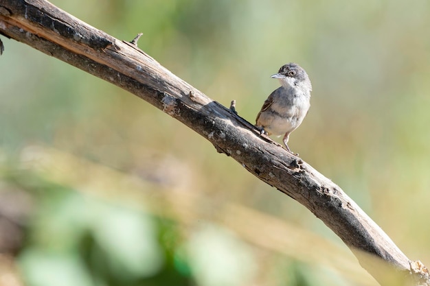 Toutinegra órfã ocidental Sylvia hortensis Málaga Espanha