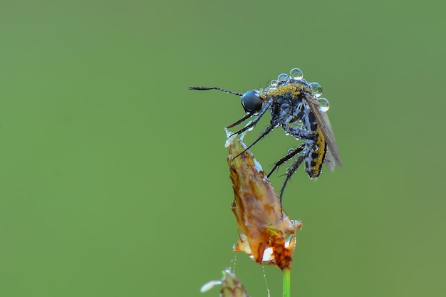 Toxophora-Glöcknerfliege