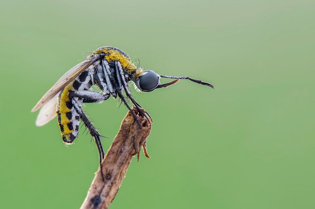 Toxophora hunback fly