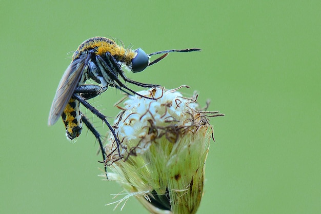 Toxophora hunback fly