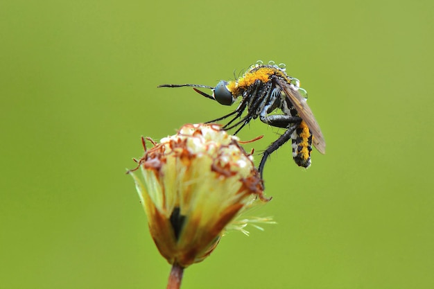 Toxophora hunback fly