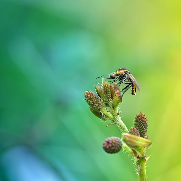 Foto toxophora, macro