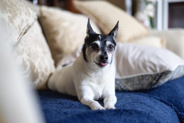 Toy Fox Terrier relajándose en casa en un sofá