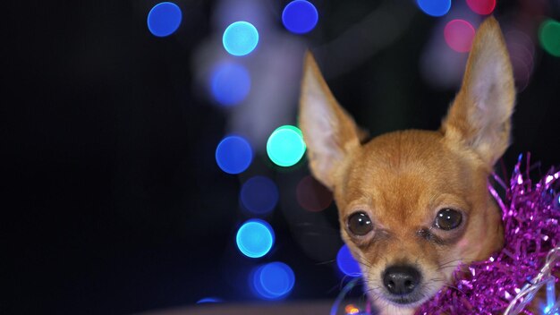 El Toy Terrier es un perro amarillo de Año Nuevo.