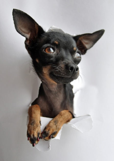 Toy Terrier Hund in weißem Papier Seite zerrissenes Loch