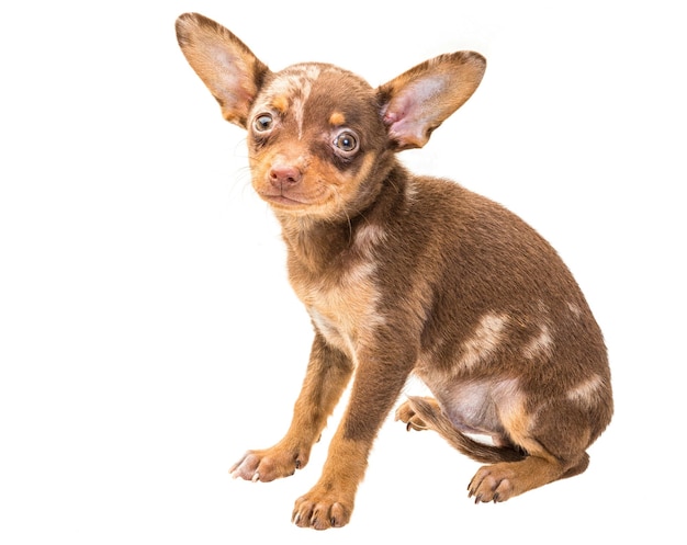 Toy-Terrier