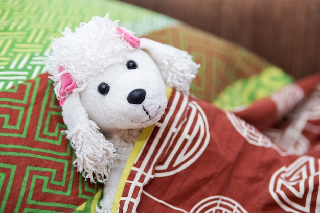 Toy White Dog Pudel Rasse liegt unter der Decke im Bett