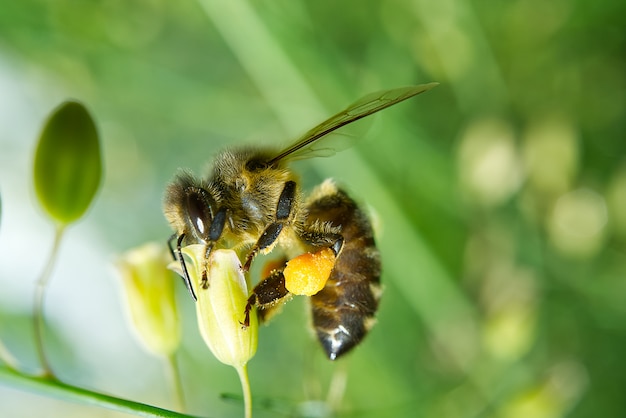 Trabajador de abejas recolectando polen de la flor de las plantas de Asparagus tenuifolius. disparar macro.