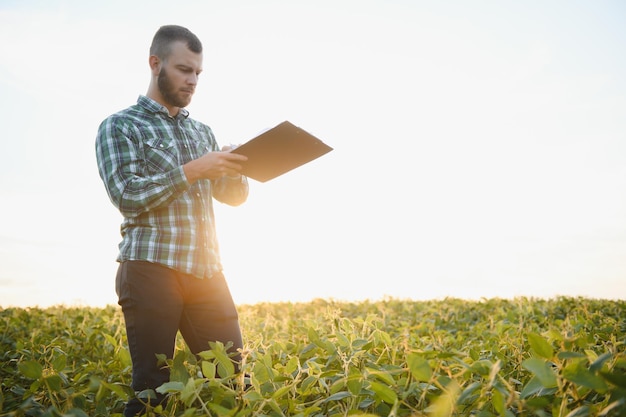 El trabajador agrícola controla el desarrollo de las plantas de soja Agrónomo revisando los cultivos de soja que crecen en el campo