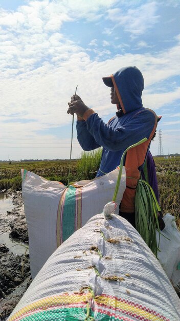 Foto un trabajador agrícola estaba trabajando en medio de los campos de arroz de mandalle pangkep