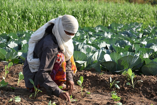 Trabajador agrícola indio no identificado plantando repollo en el campo y sosteniendo un manojo de pequeña planta de repollo en las manos en la granja orgánica.