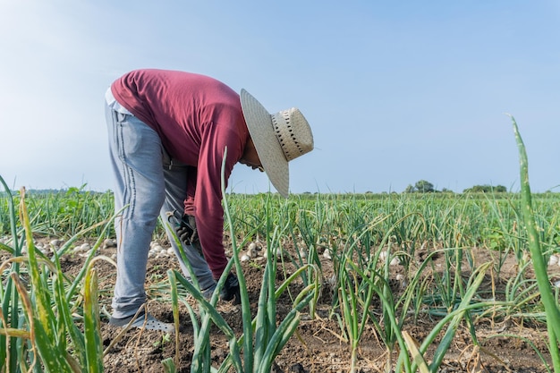 Un trabajador agrícola un individuo de mediana edad de origen hispano está en medio de un campo verde con gran dedicación