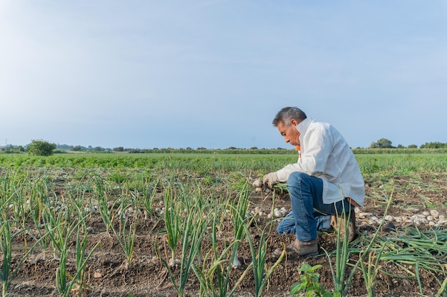 Trabajador agrícola que cosecha cebollas