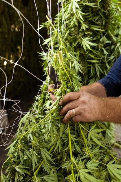 Trabajador agricultor cuelga plantas de marihuana para secar en un granero Cannabis orgánico Sativa