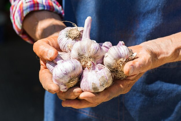 Trabajador agricultor senior con cosecha de ajo orgánico