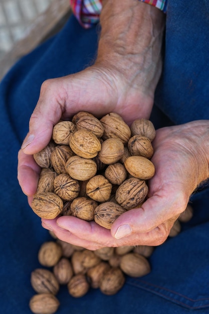 Trabajador agricultor senior con cosecha de nuez orgánica