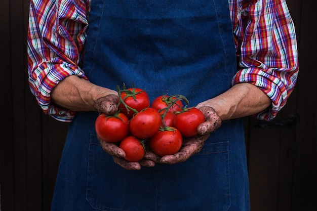 Trabajador agricultor senior con cosecha de tomate orgánico