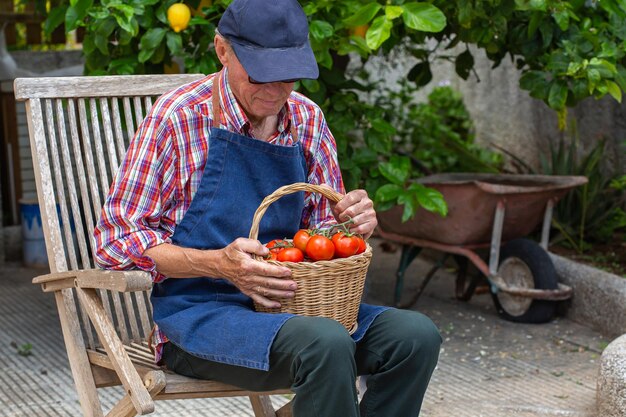 Trabajador agricultor senior con cosecha de tomate orgánico