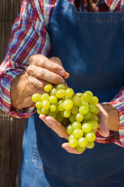 Trabajador agricultor senior hombre sosteniendo la cosecha de uvas orgánicas