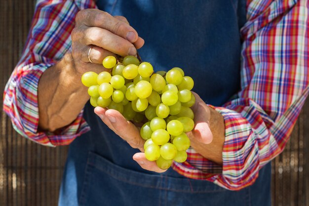 Trabajador agricultor senior hombre sosteniendo la cosecha de uvas orgánicas