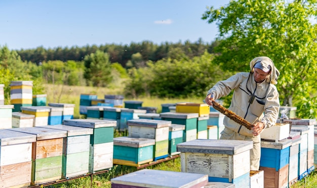 Trabajador de apicultura en concepto de vestuario Insectos en un marco de madera sosteniendo en las manos
