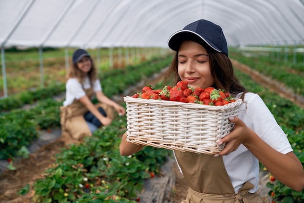 El trabajador de campo está oliendo fresas frescas recién cogidas