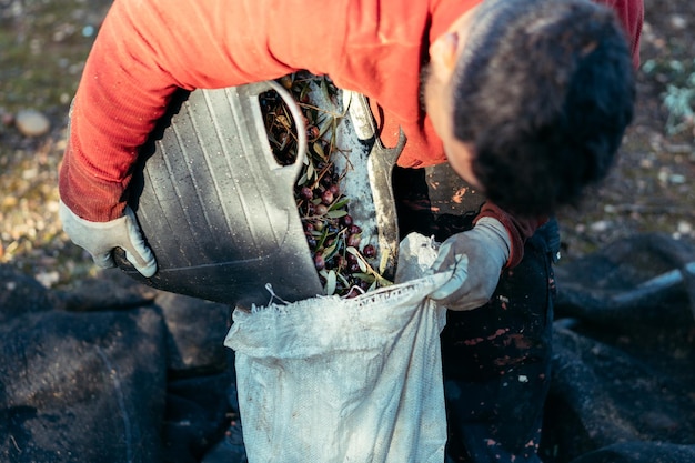 Trabajador de campo vaciando cesta de aceitunas