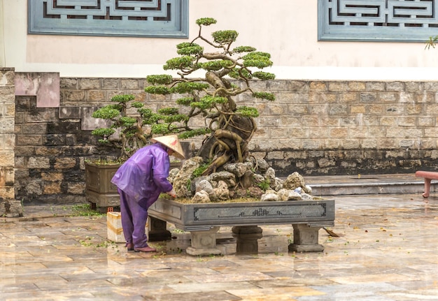 Trabajador de cuidado de árboles trabaja en el parque en Vietnam