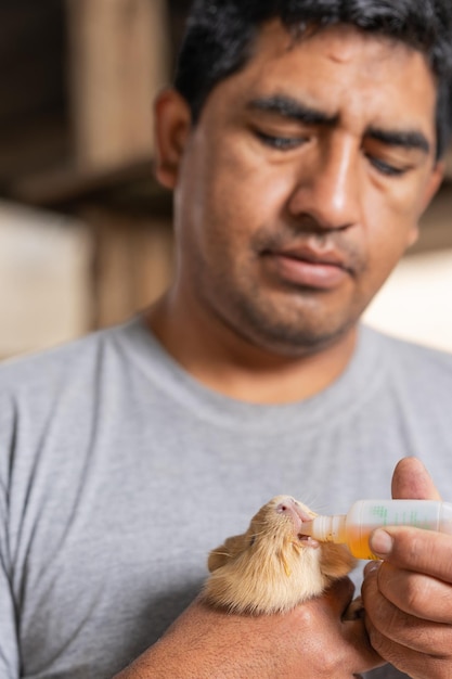 Trabajador dando un tratamiento a un conejillo de indias en una granja