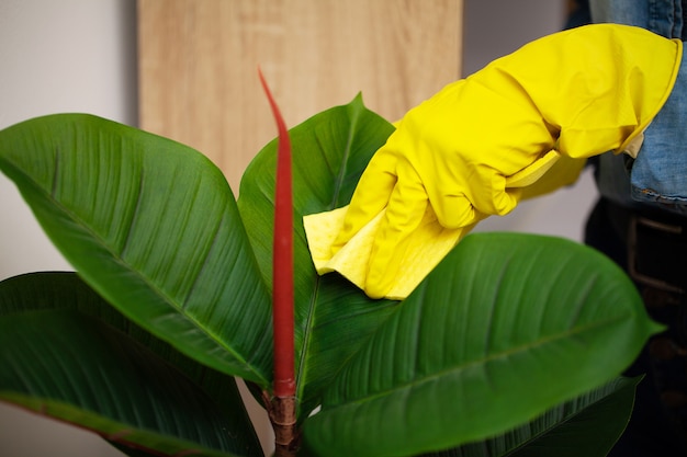 Trabajador de empresa de limpieza cuida una planta